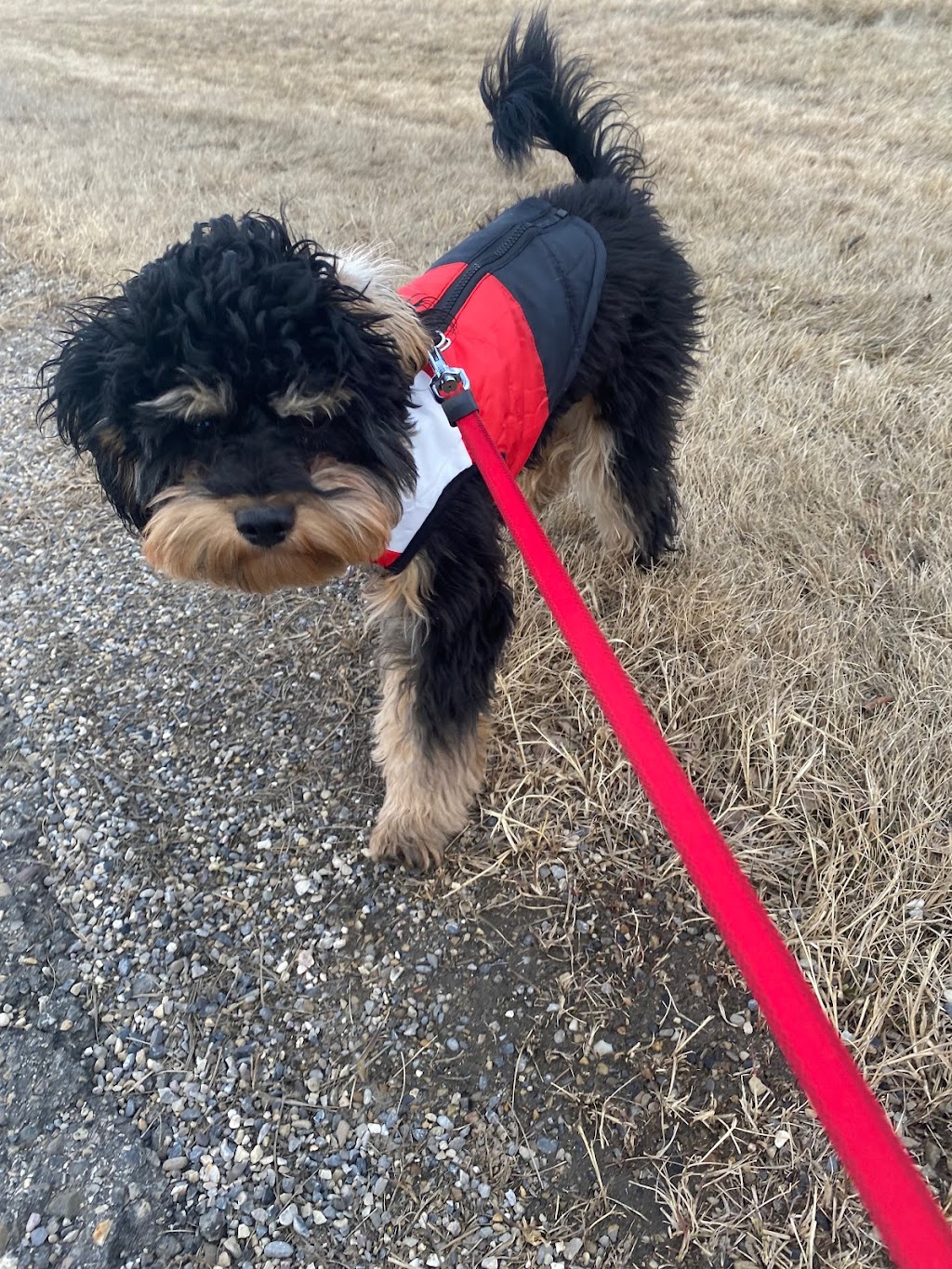 Obedience Unleashed Dog Training - Cochrane | 101-12 Griffin Industrial Point, Cochrane, AB T4C 0A2, Canada | Phone: (844) 900-3647