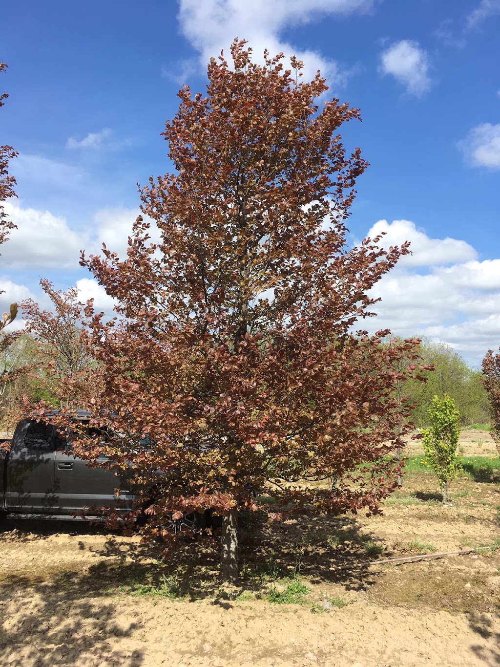 Treemaster Transplanters Ltd. | 3440 17th Sideroad, King City, ON L7B 1K4, Canada | Phone: (905) 773-2221