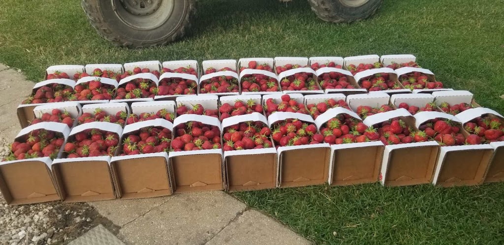 M&E Strawberries | Whitemouth River Rd E, Hadashville, MB R0E 0X0, Canada | Phone: (204) 426-2118