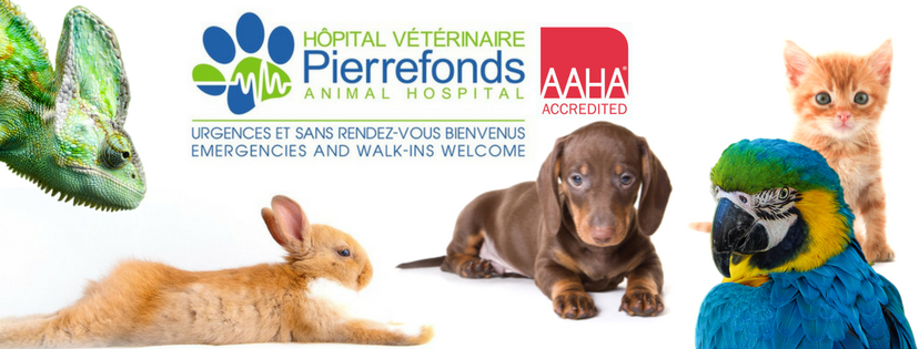 Hôpital Vétérinaire De Pierrefonds / Pierrefonds Animal Hospital | 15723 Boul de Pierrefonds, Pierrefonds, QC H9H 3X6, Canada | Phone: (514) 626-9890