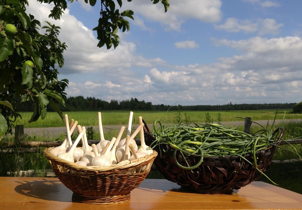 AUX BONS VIVANTS, TERRES ET FORÊTS | 1445 Chemin du Petit Montréal, Manseau, QC G0X 1V0, Canada | Phone: (819) 699-0474