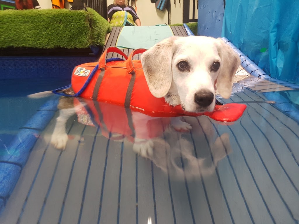 Dog Paddle K9 Aquatics | 3280 Hwy 7, Pickering, ON L1Y 1C8, Canada | Phone: (905) 655-5577