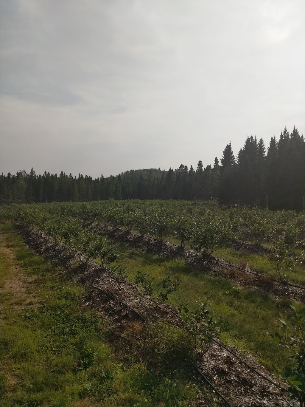 McGregor Brook Blueberries Upick | 325 McGregor Brook Rd, Mount Hebron, NB E4G 1H1, Canada | Phone: (506) 435-0536