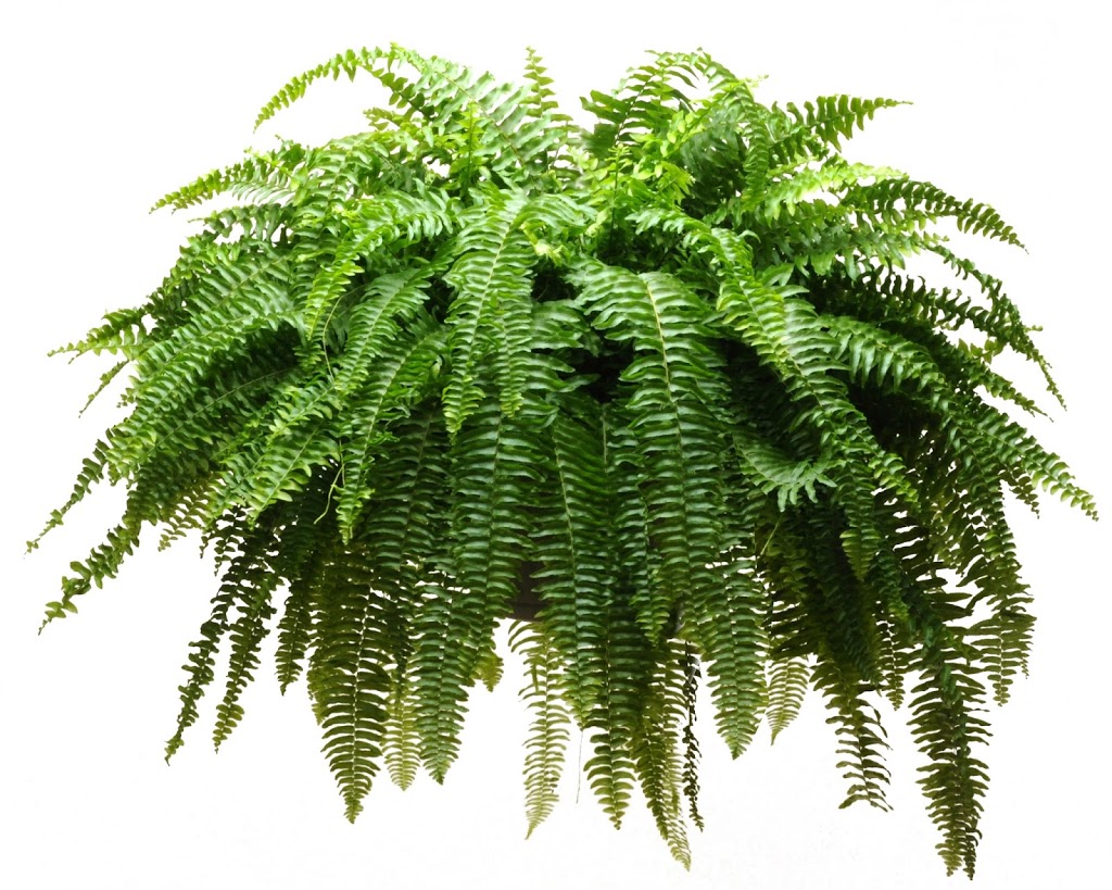 Fern Fascination | 1768 Balfour St, Fenwick, ON L0S 1C0, Canada | Phone: (905) 892-5962