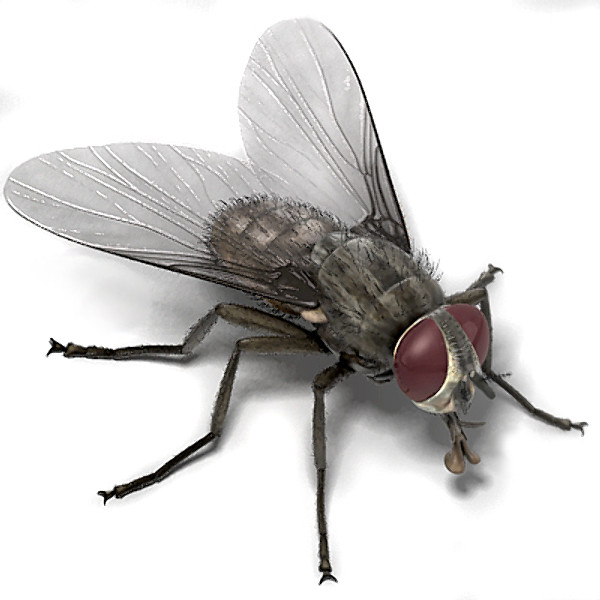 Pestisect Pest Control | 10 Roehampton Crescent, Brampton, ON L6Y 2R4, Canada | Phone: (647) 924-2753