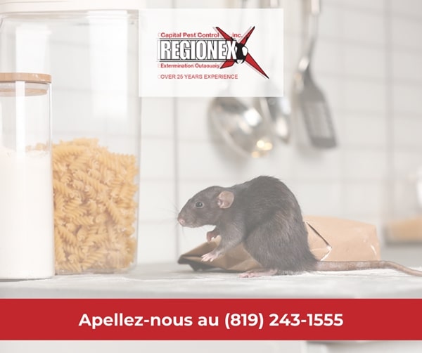 Regionex Extermination | 2405B St. Laurent Blvd, Ottawa, ON K1G 5B4, Canada | Phone: (613) 563-8136