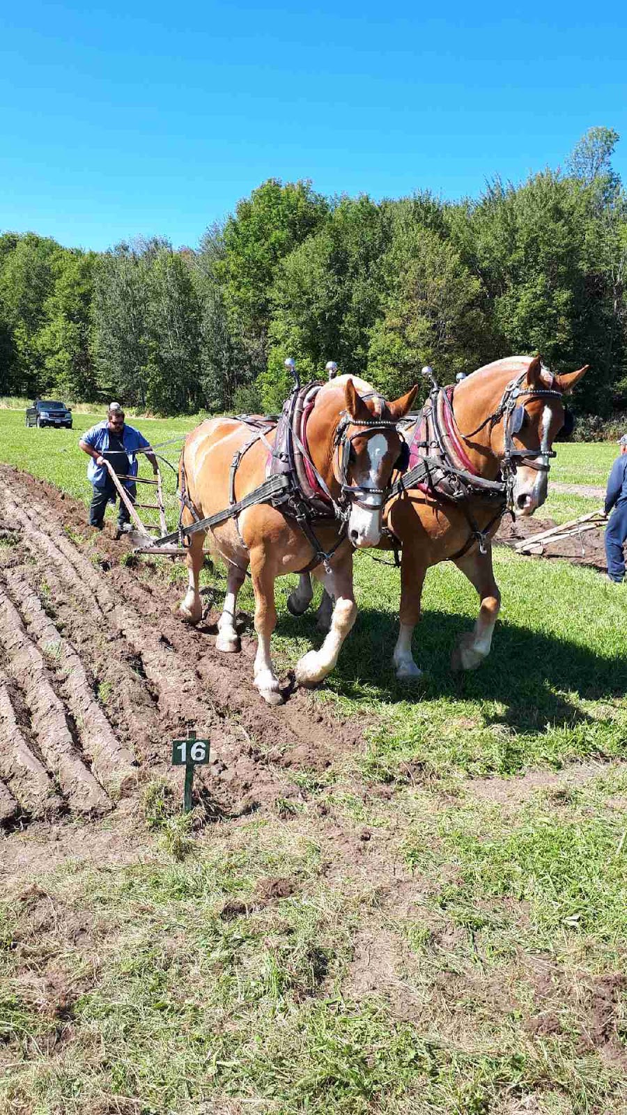 Gentle Giant Stables | 1320 Route 700 W, St-Albert, ON K0A 3C0, Canada | Phone: (613) 868-9590