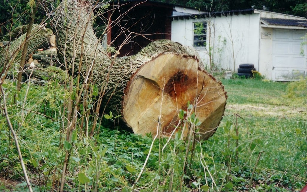 Four Seasons Expert Tree Maintenance & Removal Inc | Saddlewood Drive TWP 907515, Kitchener, ON N2P 2K2, Canada | Phone: (519) 632-7771