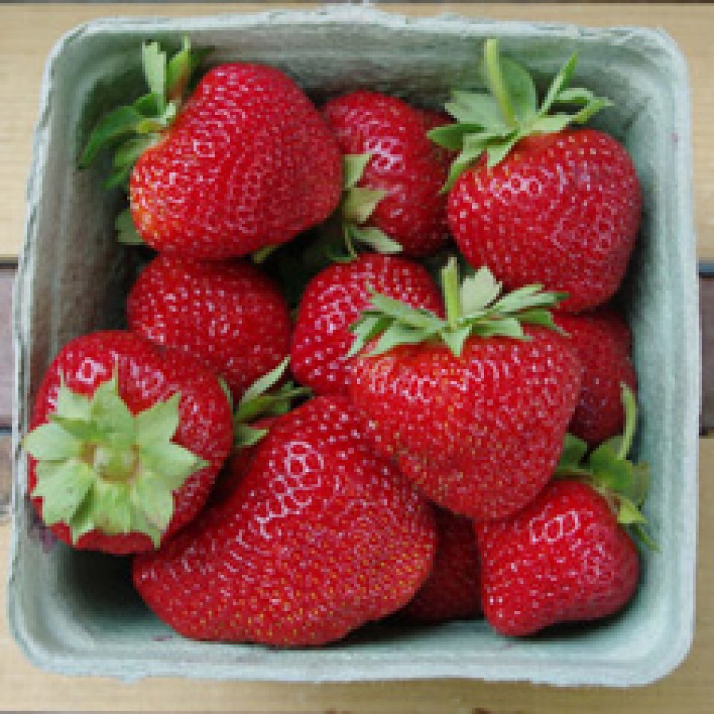 Strawberryfarms.ca | 22820 Denfield Rd, Ilderton, ON N0M 2A0, Canada | Phone: (519) 200-3363