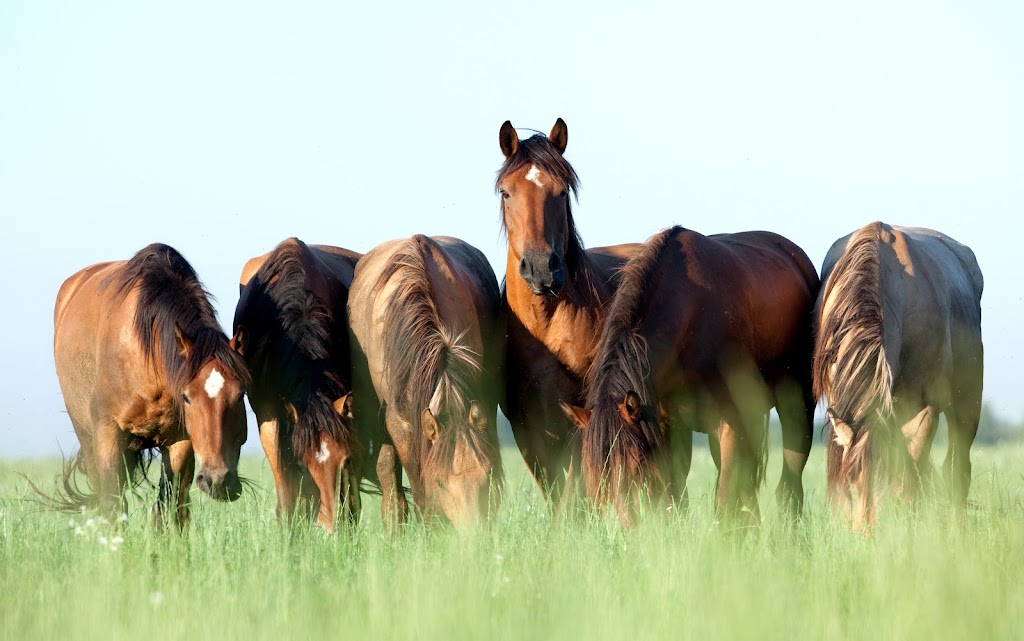 Burnt Lake Stables | 428577 Hwy 596 Canada Canada, AB T4N 5E1, Canada | Phone: (403) 309-8880