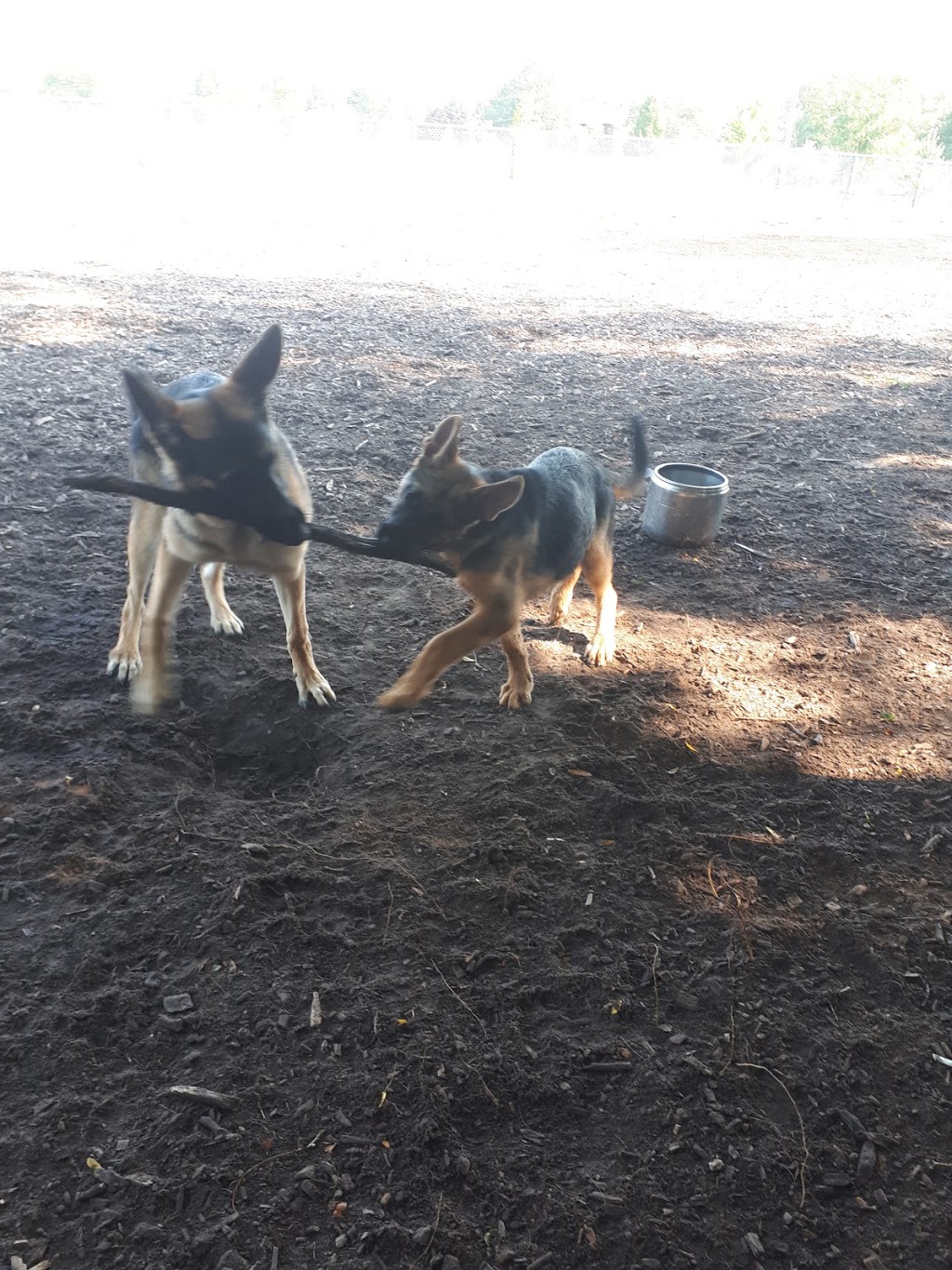 Carol Disher Leash Free Dog Park | 69 Catherine St, St. Catharines, ON L2R 7R5, Canada | Phone: (905) 688-5600