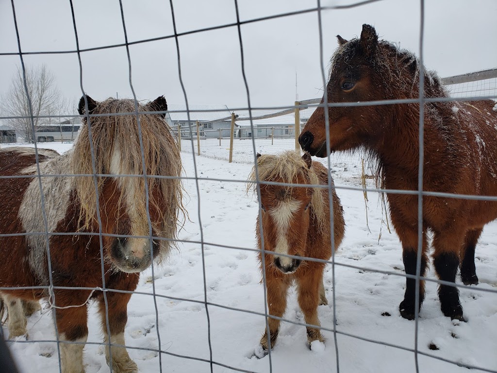 Sunrise Equestrian Centre | 59133 Hwy 12, Anola, MB R0E 0A0, Canada | Phone: (204) 805-7402