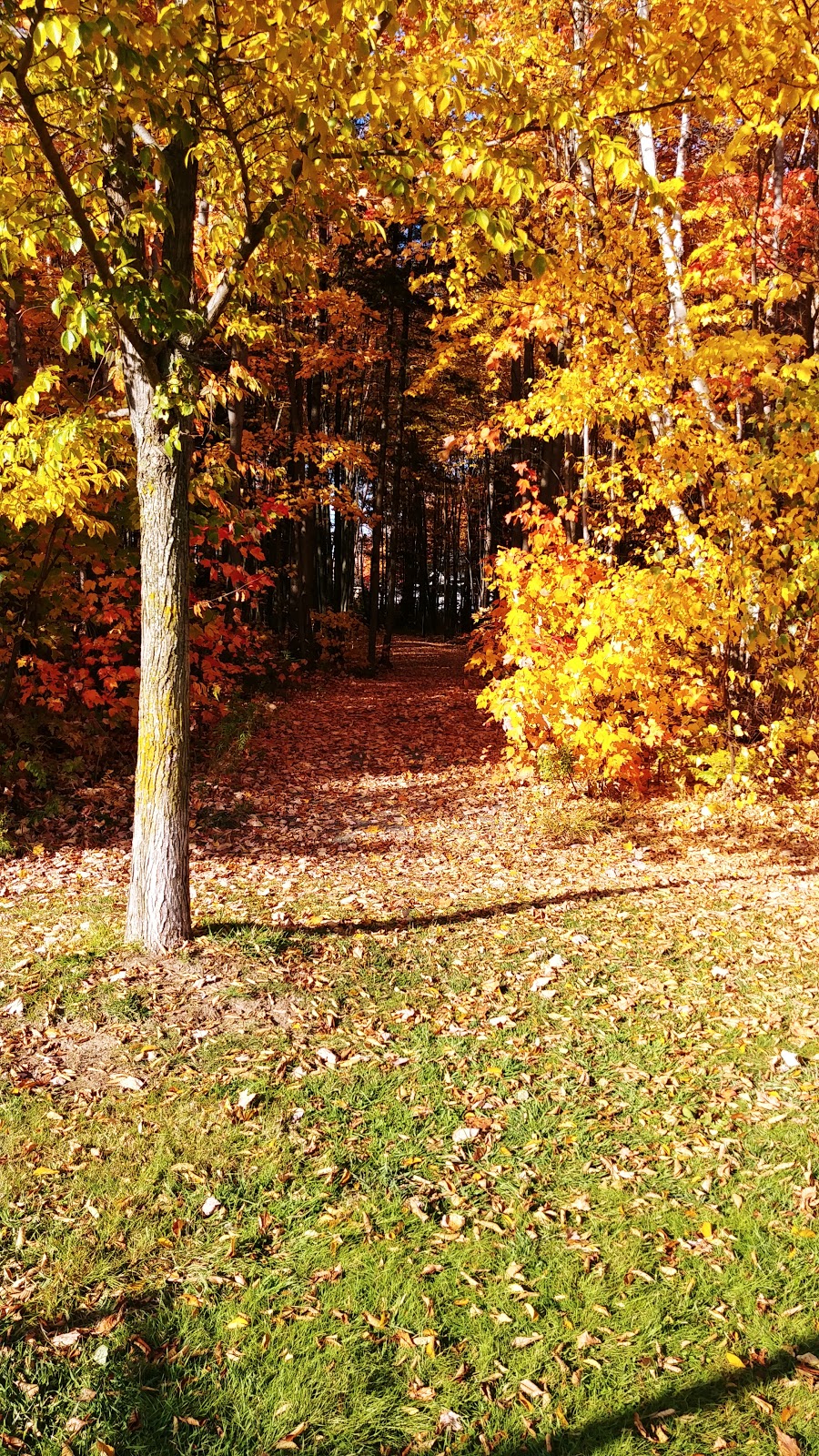 Parc des Goélands | Rue des Sittelles, Victoriaville, QC G6T 1K9, Canada