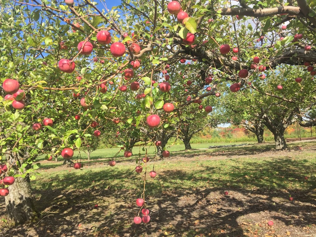 Albion Orchards & Country Market | 14800 Innis Lake Rd, Caledon East, ON L7C 2Y8, Canada | Phone: (905) 584-0354