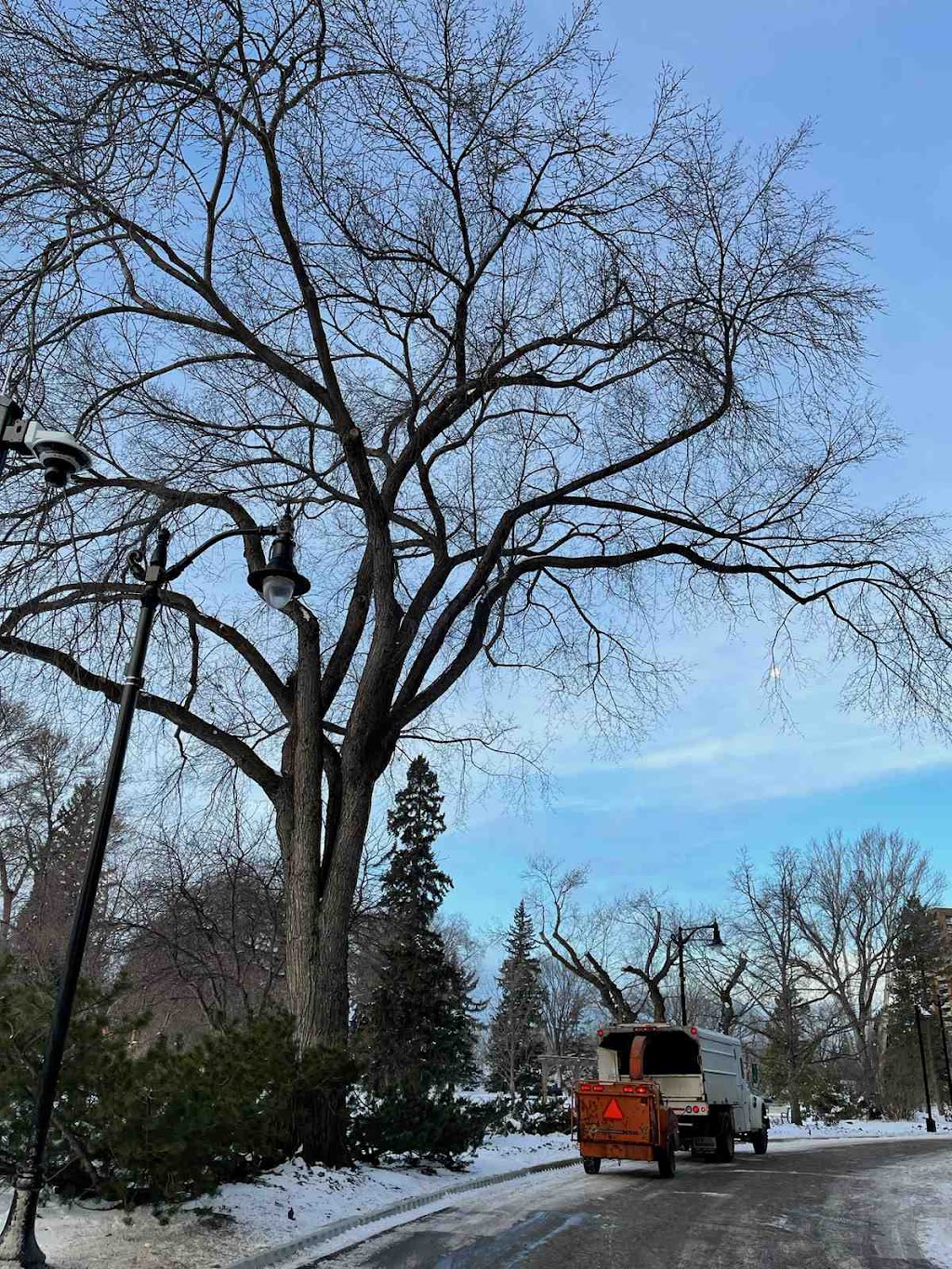 Alberta Arborists | 5480 Meridian St NW, Edmonton, AB T6P 1R3, Canada | Phone: (587) 415-7617