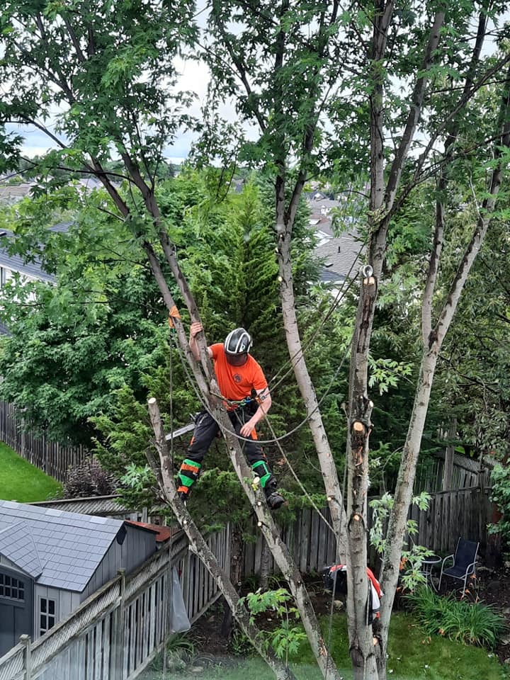 JLs Tree Service | 6149 Guelph St, Fergus, ON N1M 3E3, Canada | Phone: (519) 242-5193