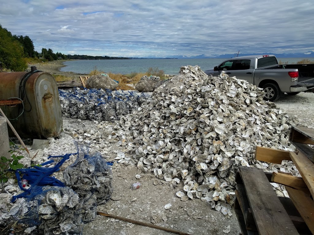 Baynes Sound Oyster Co | 5848 Island Hwy S, Union Bay, BC V0R 3B0, Canada | Phone: (250) 335-2111