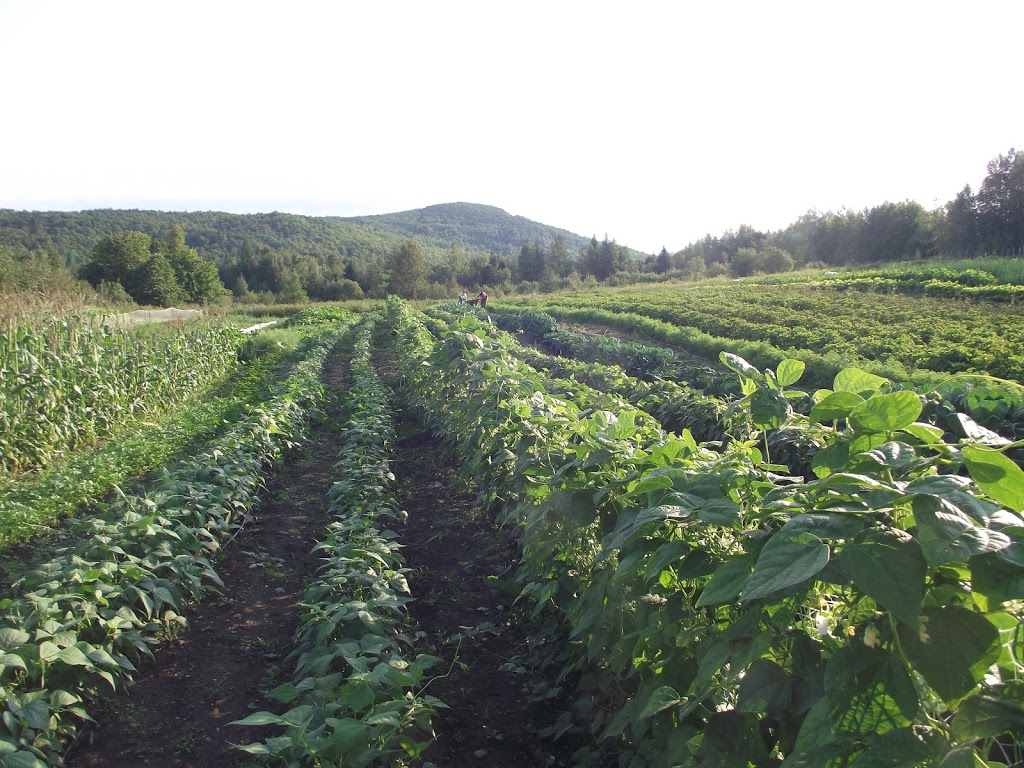 Les jardins au pas de lâne | 485 Avenue Centrale S, Stratford, QC G0Y 1P0, Canada | Phone: (418) 443-1200