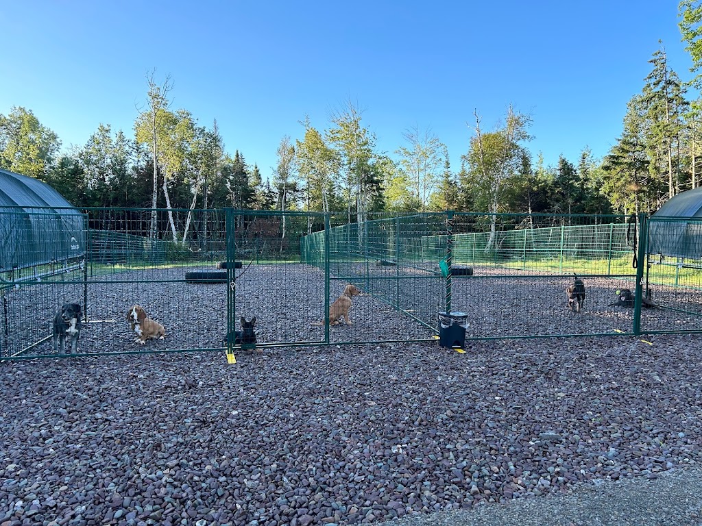 Knoctons Doggie Daycare and Boarding | 206 Dagger Woods Rd, Antigonish, NS B0H 1R0, Canada | Phone: (902) 870-7329