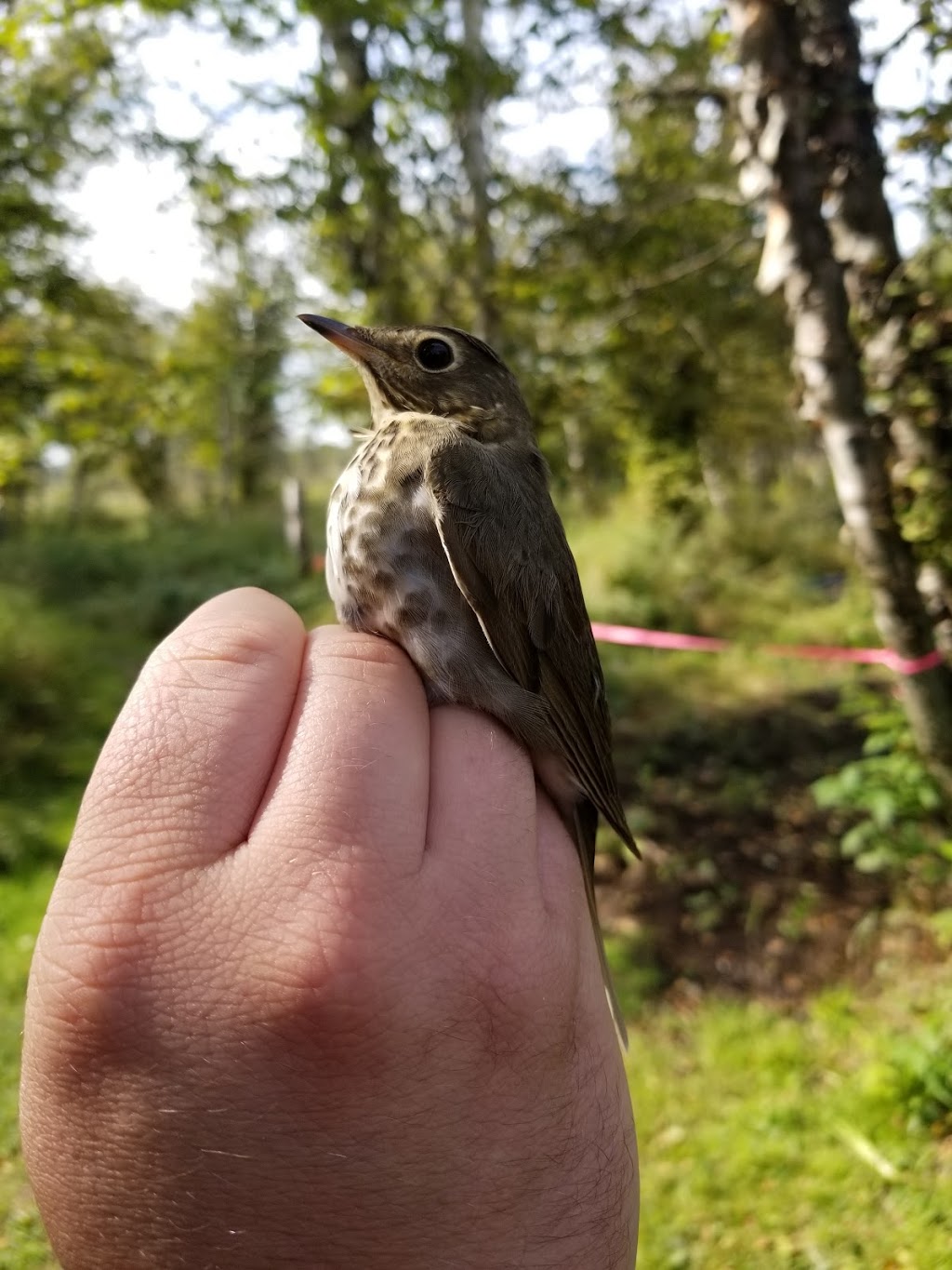 McKellar Island Bird Observatory | Baffin St, Thunder Bay, ON P7E 0A3, Canada | Phone: (807) 709-6870