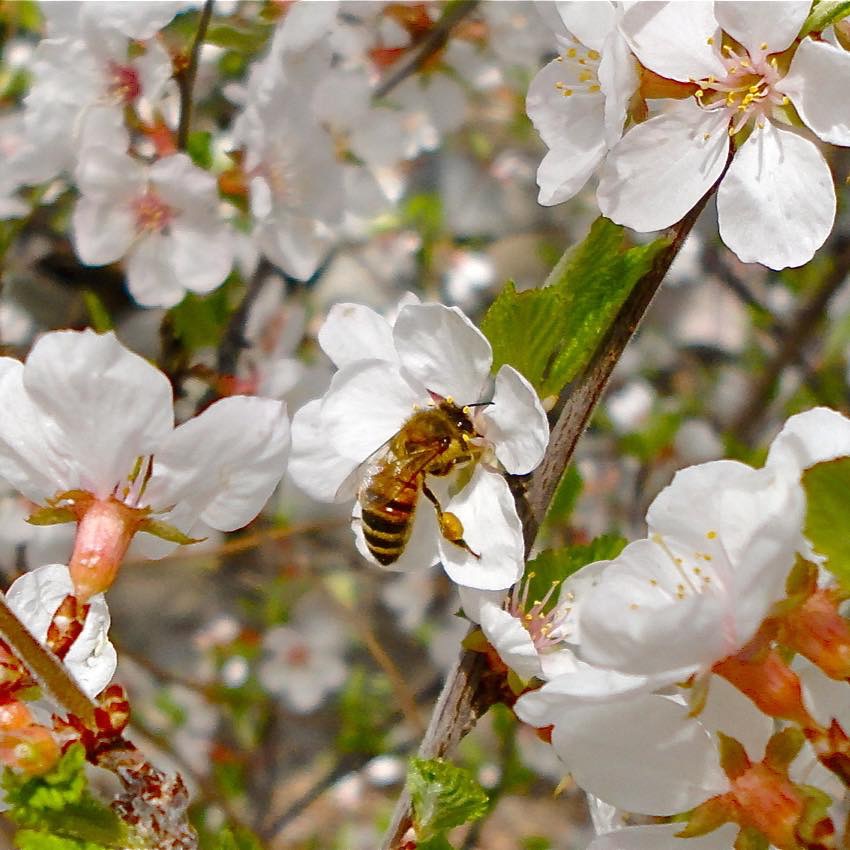 Barnhartvale Pure Natural Honey | 6828 Barnhartvale Rd, Kamloops, BC V2C 6V7, Canada | Phone: (250) 573-2656