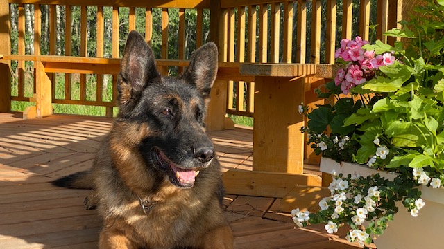 Edale German Shepherds | Cinnamon Dr, Alberta T0B 4J2, Canada | Phone: (780) 662-4843