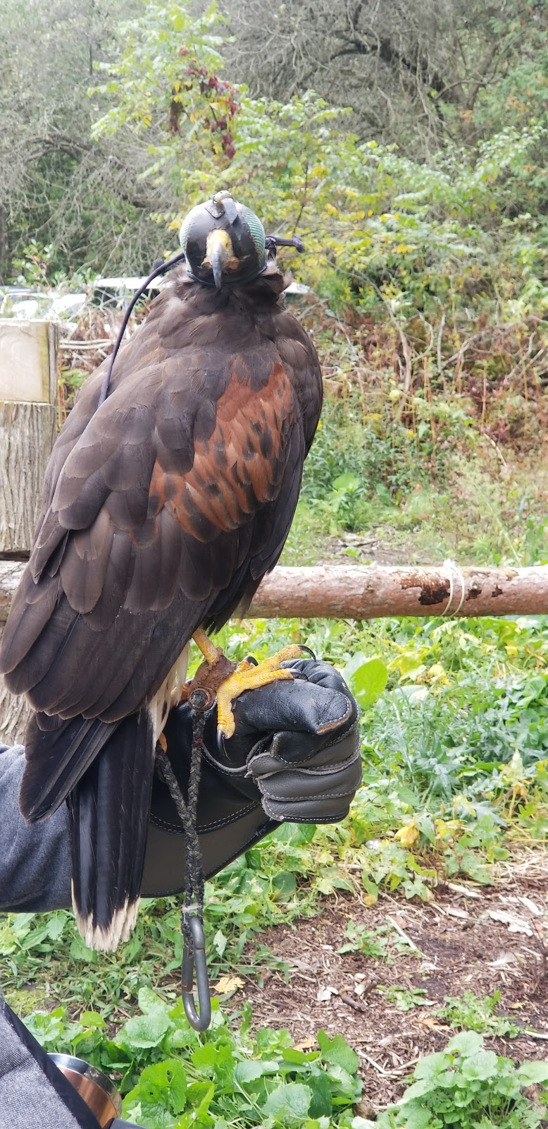 Ontario Falconry Centre | 2434 Holt Rd, Bowmanville, ON L1C 3K7, Canada | Phone: (647) 986-6732