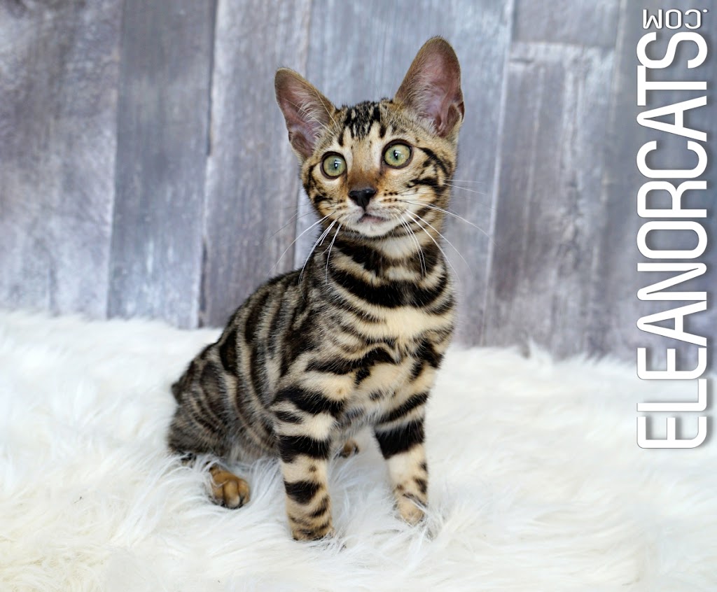 ELEANORCATS, élevage de chats bengal | 740 Bd Taschereau S, Sainte-Marie, QC G6E 1V6, Canada | Phone: (418) 448-0051