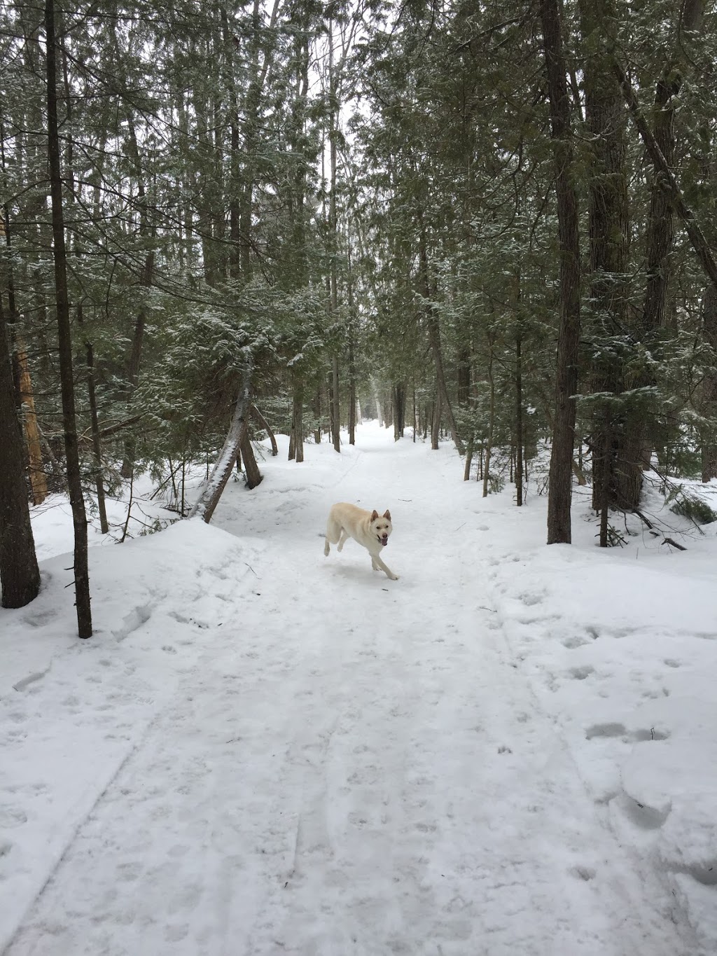 The trails of the Peninsula | 2001 Rue Jean Pierre, Repentigny, QC J5Z 0C3, Canada | Phone: (450) 585-0121