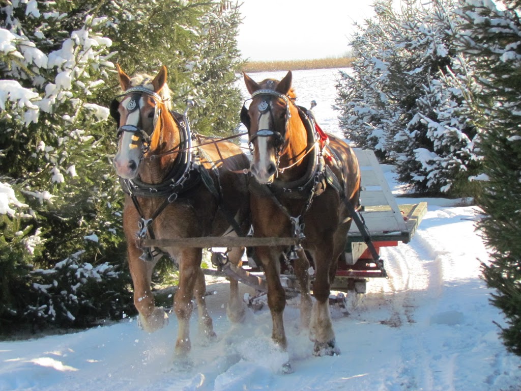 Evergreen Hill Farm- Horse Drawn Services | 687 St Johns Rd E, Port Dover, ON N0A 1N2, Canada | Phone: (519) 426-2155