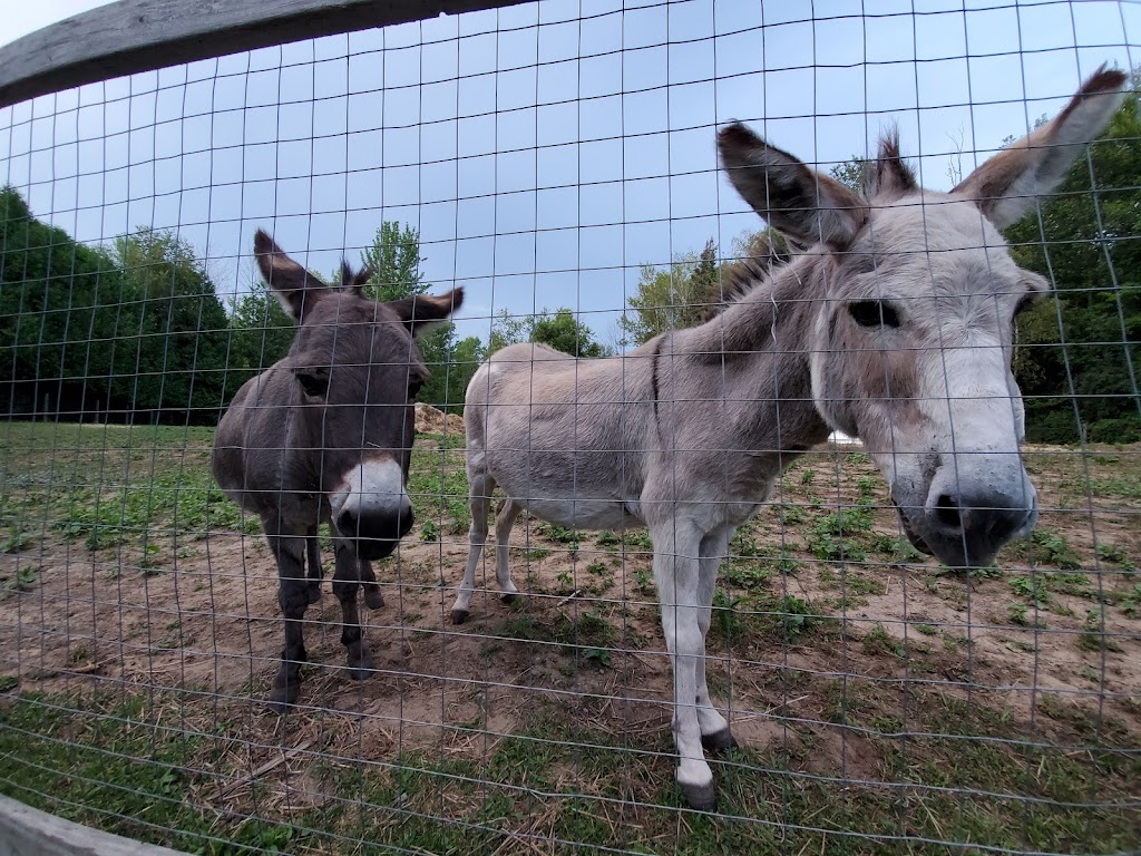 Shades of Hope Wildlife Refuge | 87 Routley Ave, Pefferlaw, ON L0E 1N0, Canada | Phone: (705) 437-4654