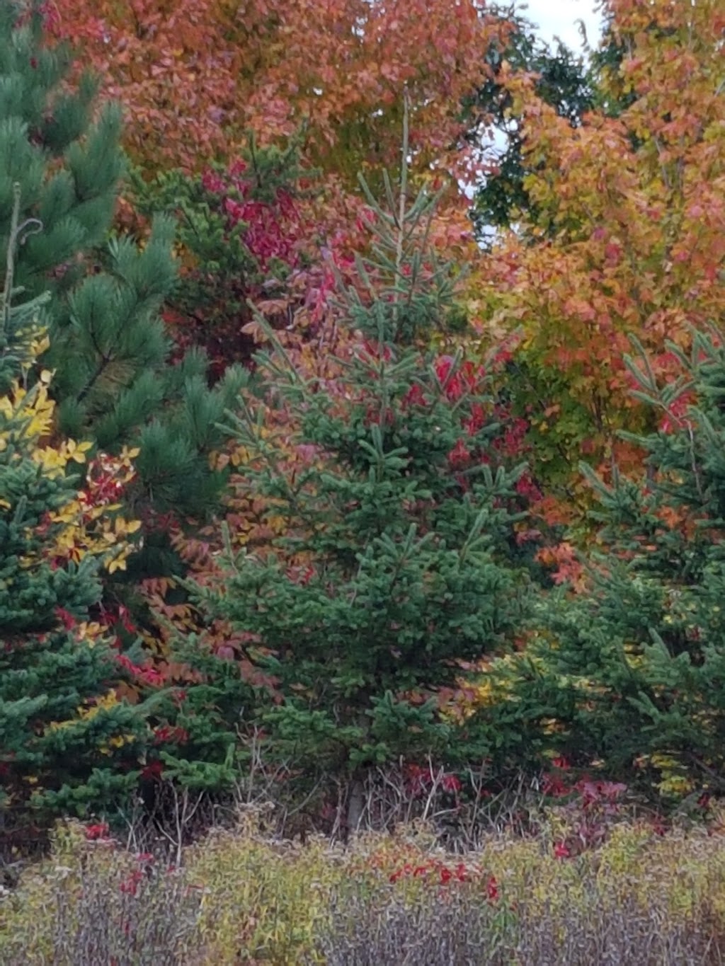 Parc Chemino | 577 Route Henderson, Saint-Malachie, QC G0R 3N0, Canada