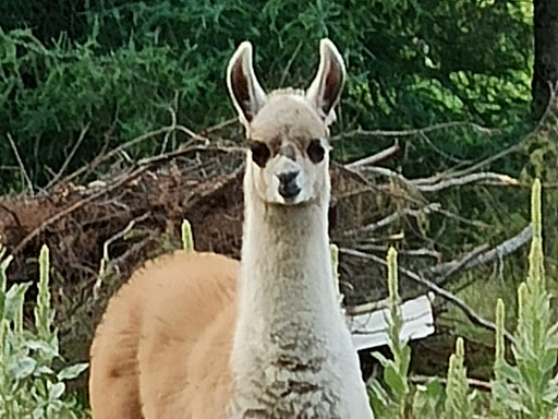 Chien Sans Frontière | 363 Rang dOrvilliers, Sainte-Anne-de-la-Pérade, QC G0X 2J0, Canada | Phone: (438) 274-0139