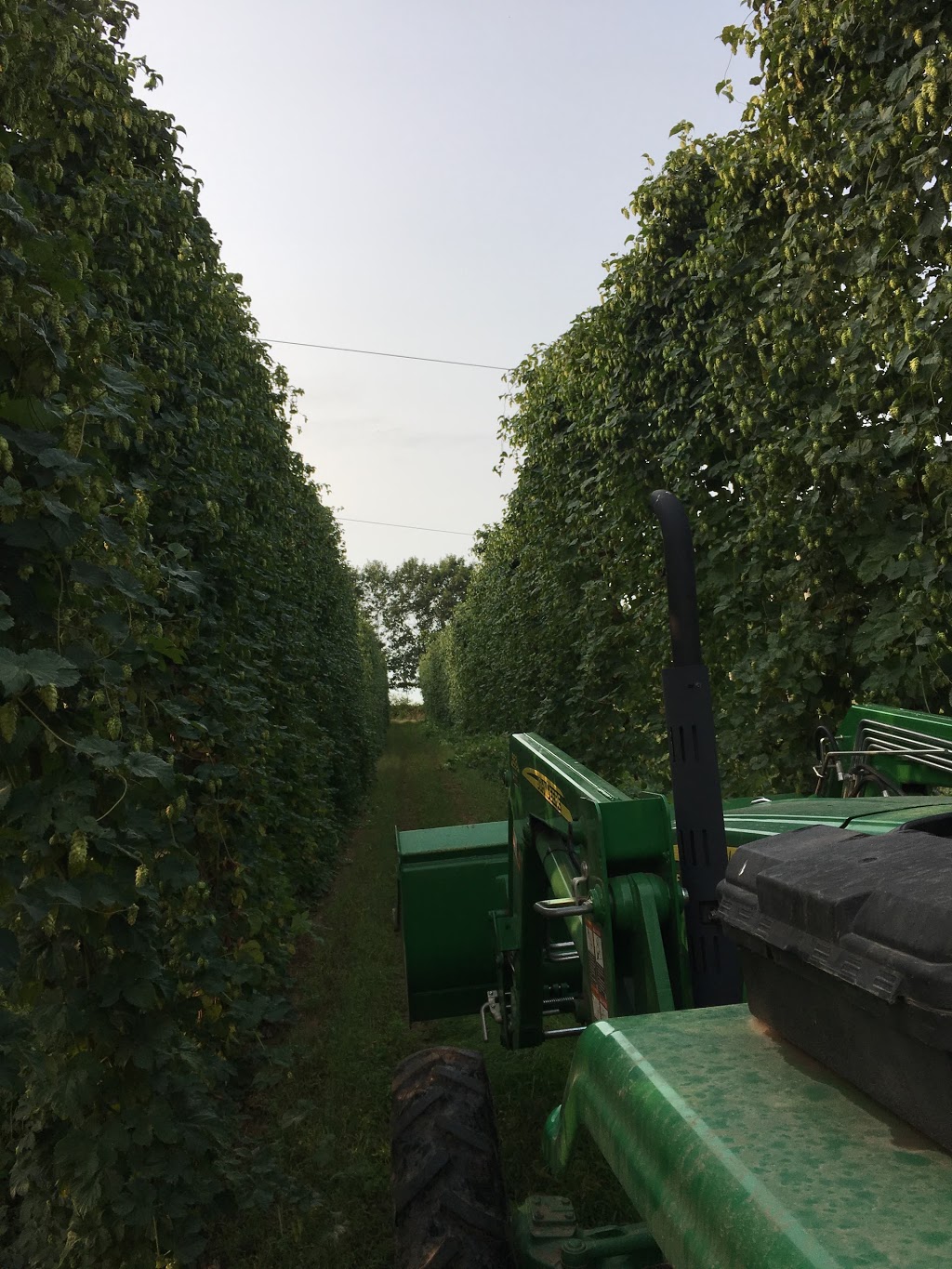 VQH Farms | Hop Farm | 56616 Eden Line, Eden, ON N0J 1H0, Canada | Phone: (519) 983-0783