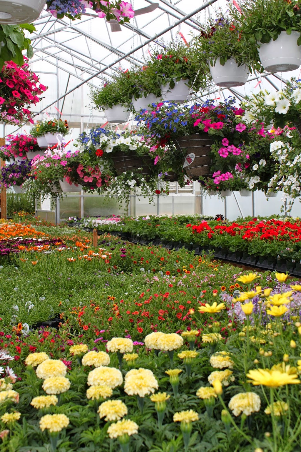 Westway Gardens Greenhouse | 200 Railway Ave, Bittern Lake, AB T0C 0L0, Canada | Phone: (780) 672-6029