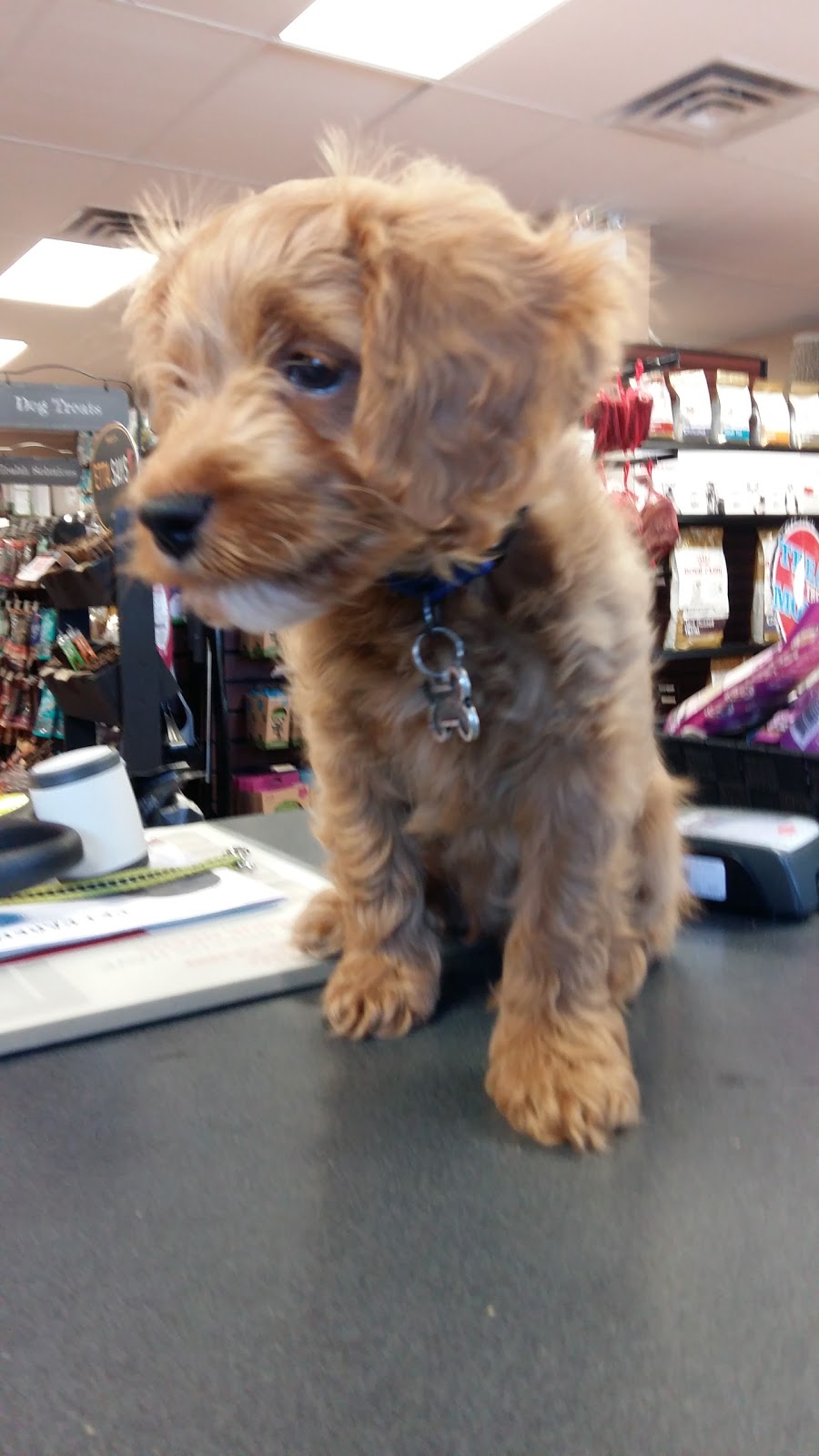 Pet Valu | 320 Durham Market St S, Kincardine, ON N2Z 2A2, Canada | Phone: (519) 396-9135