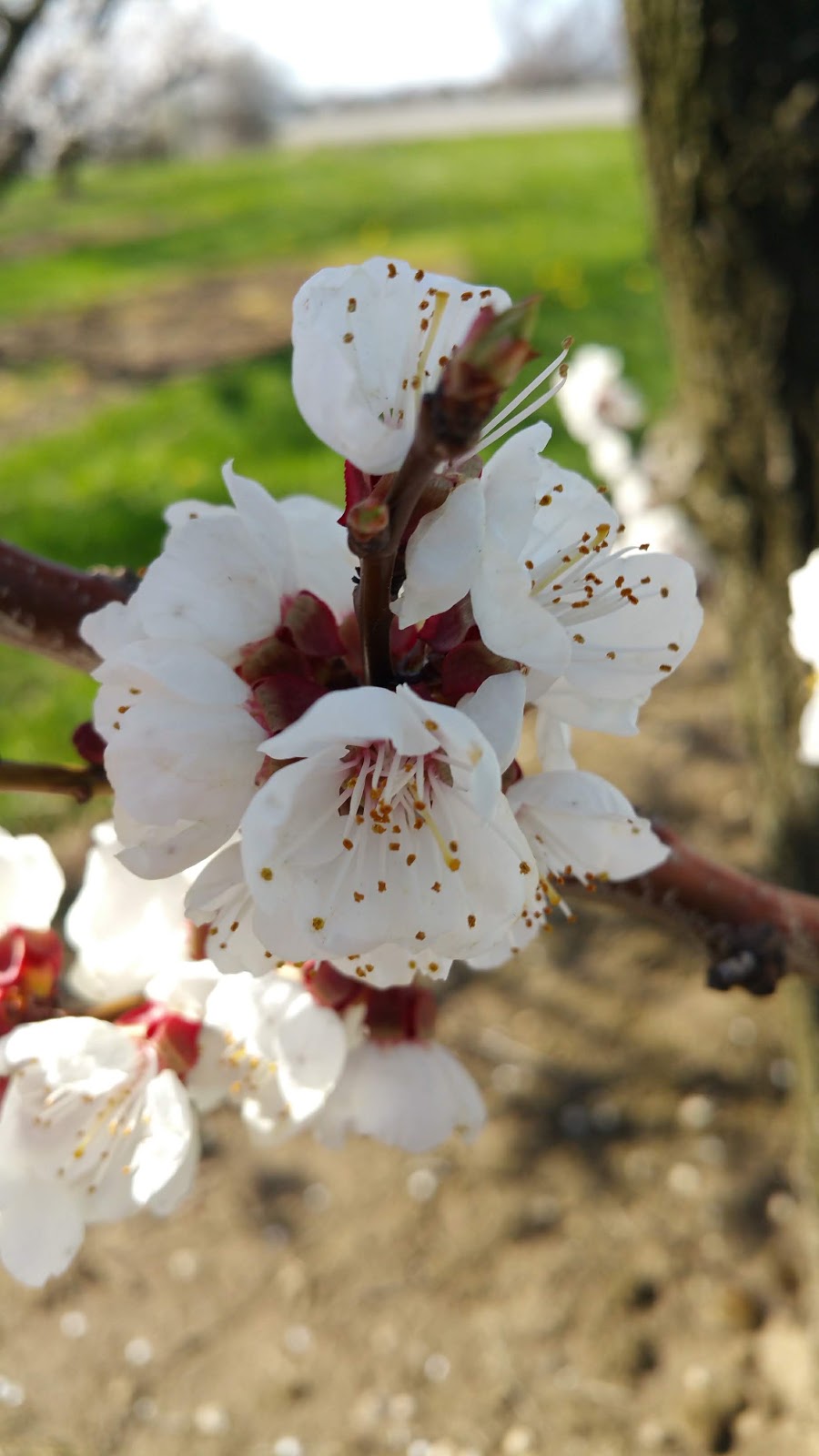 Ontario Tender Fruit Producers Marketing Board | 1634 S Service Rd, St. Catharines, ON L2R 6P9, Canada | Phone: (905) 688-0990