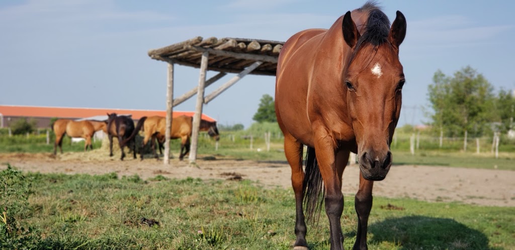 Au Ranch Rebel | 7a Rang Saint-Claude, Saint-Philippe, QC J0L 2K0, Canada | Phone: (450) 659-9295