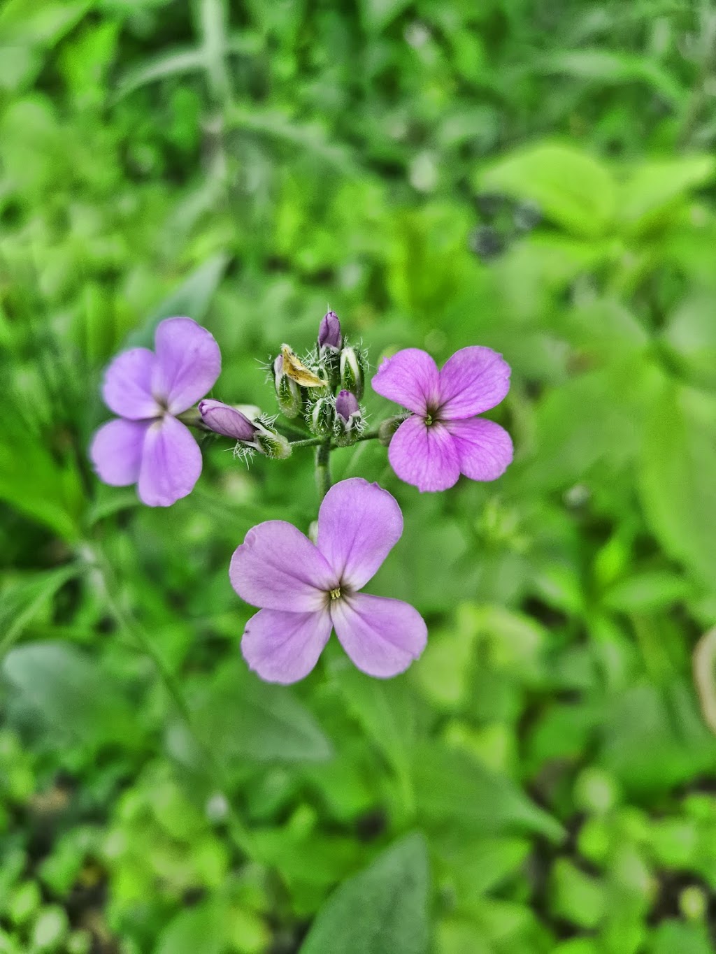 Nature Therapy Trail | Tuclor Ln, Markham, ON L3P 3C6, Canada