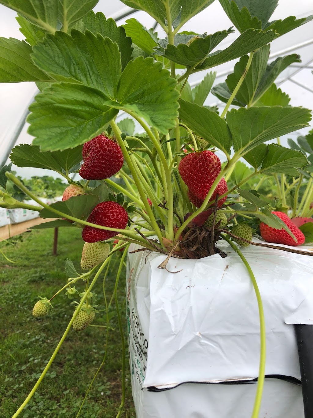 Dove Creek Produce Farm | 3505 Dove Creek Rd, Courtenay, BC V9J 1P3, Canada | Phone: (250) 306-4694