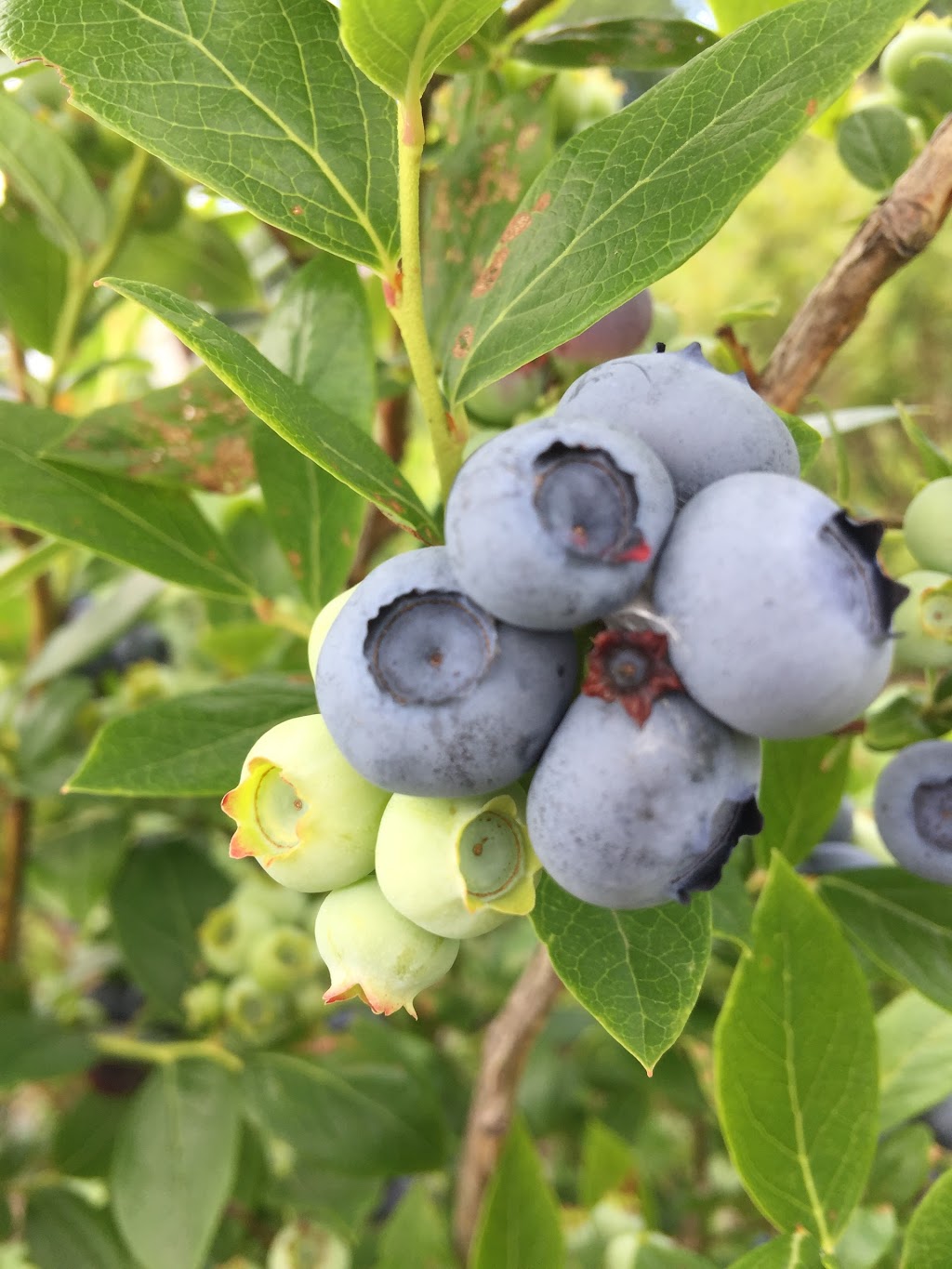 Bleuetière cédrière framboisier au petit camp | 6600, 4e rang, Saint-Lucien, QC J0C 1N0, Canada | Phone: (819) 397-2026