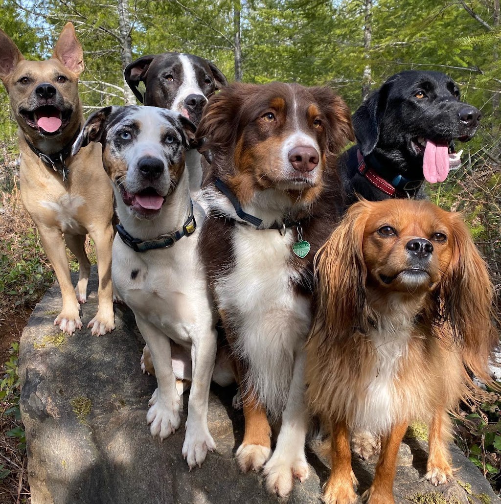 Pawsitive Dog Walking and Daycare | 2421 Cousins Ave, Courtenay, BC V9N 3N6, Canada | Phone: (250) 871-6665