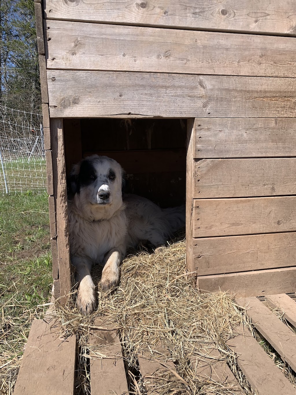 Little Ranch Farm | 601 Hwy 236, South Maitland, NS B0N 2H0, Canada | Phone: (204) 901-2745