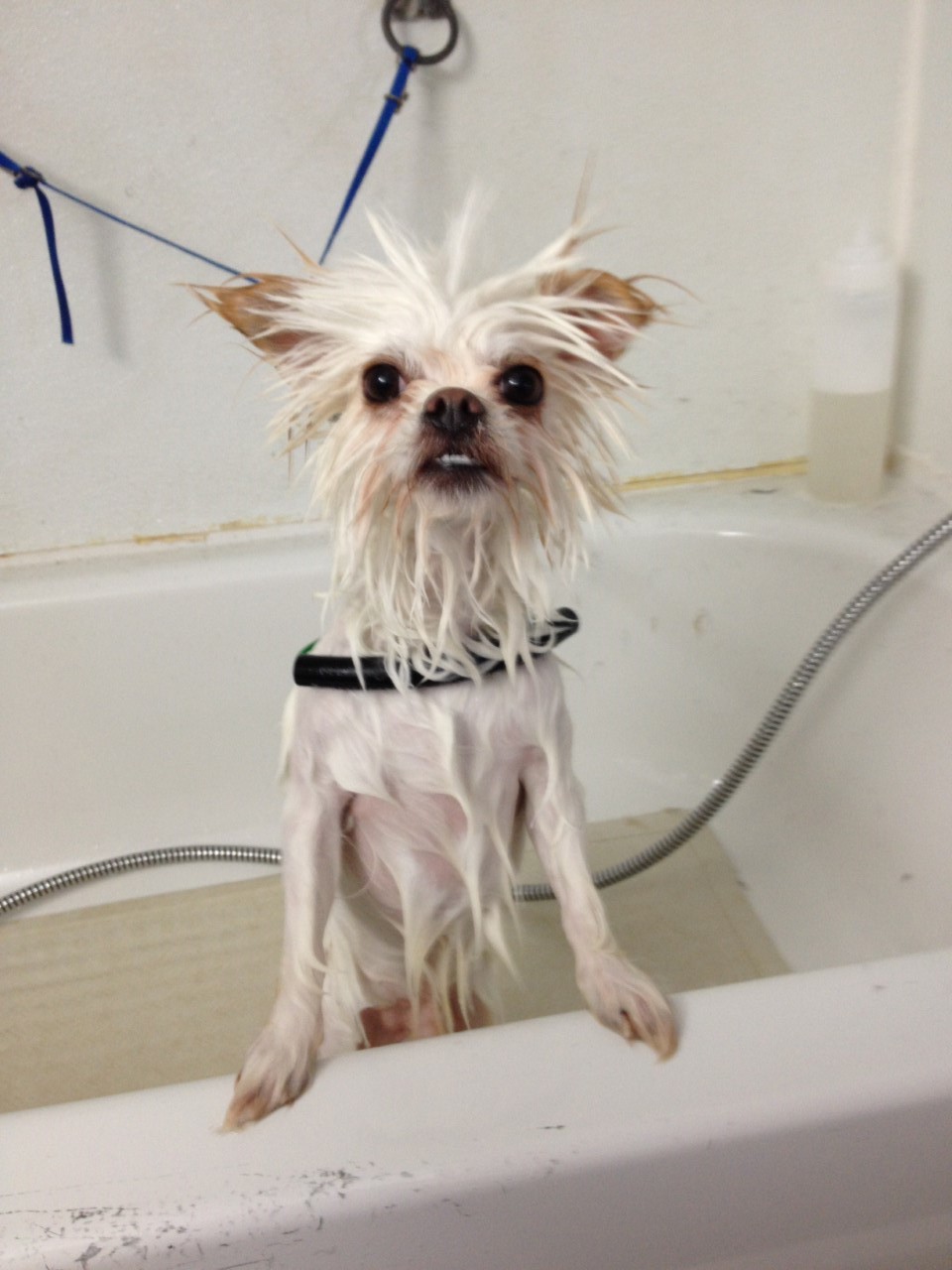 Frickers Furry Friends Dog Grooming | 30 Arvida Ave, Halifax, NS B3K 1R6, Canada | Phone: (902) 477-1818