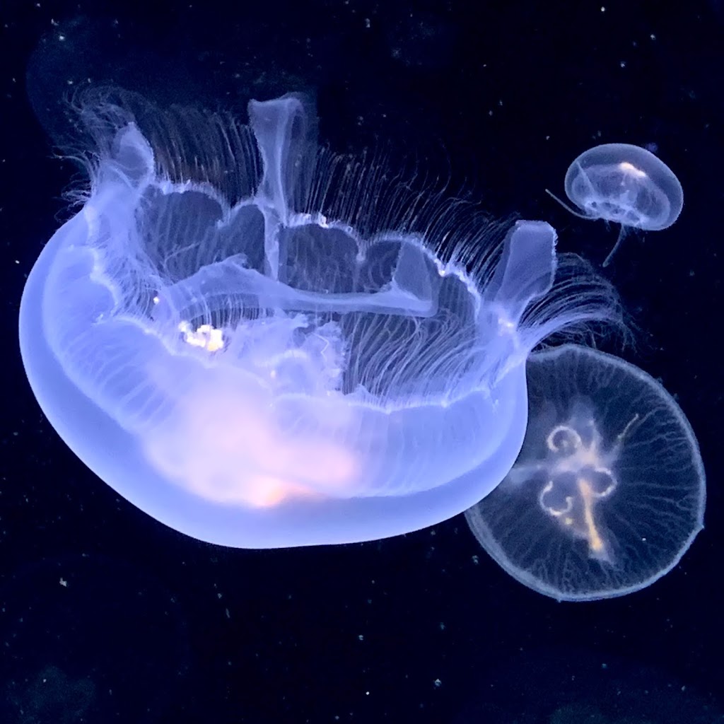 Canada Jellyfish | 2861 St Clair Ave E, East York, ON M4B 1N4, Canada | Phone: (647) 948-9305