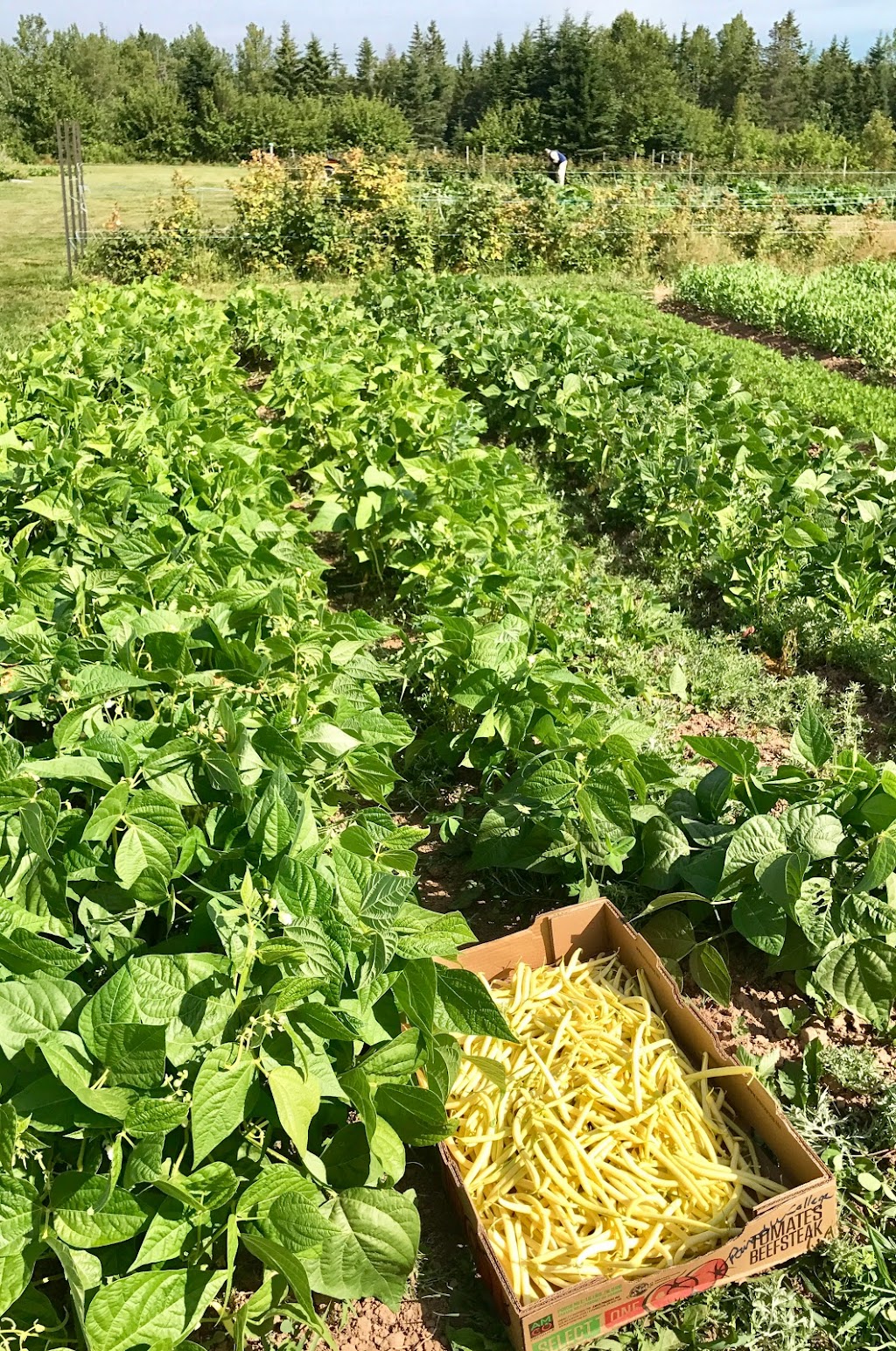 Ferme du Chapeau Rouge Farm | 370 La Vallée Rte, Memramcook, NB E4K 3E3, Canada | Phone: (506) 962-7770