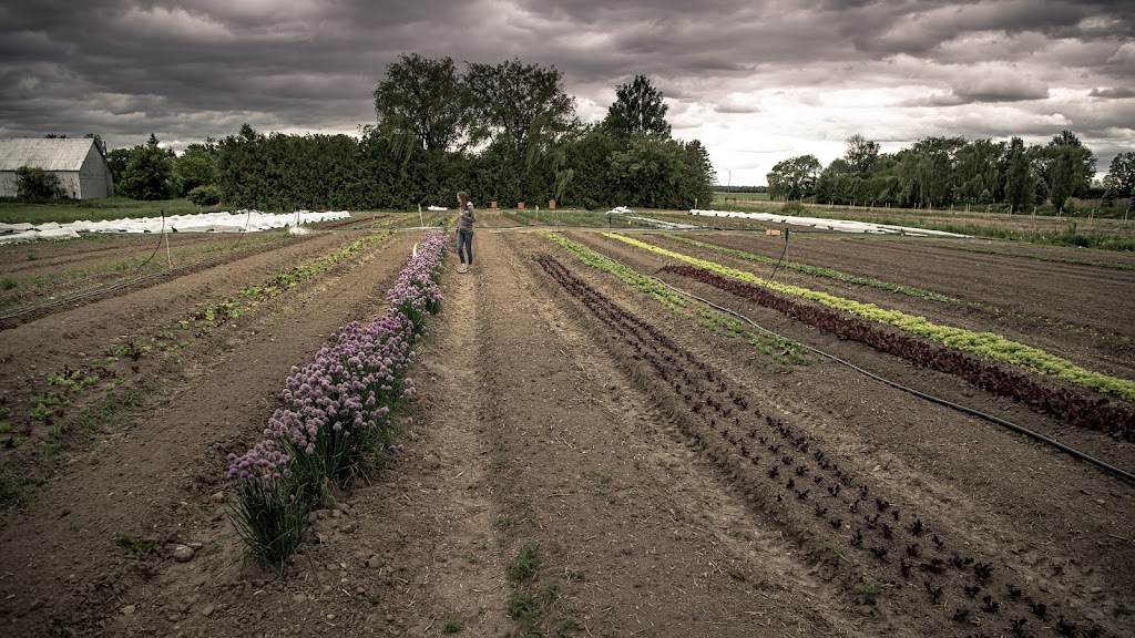 Ferme Cabru inc. | 974, 94e, Chem. de la 2e-Ligne, Le Haut-Richelieu, QC J0J 1W0, Canada | Phone: (514) 775-9908