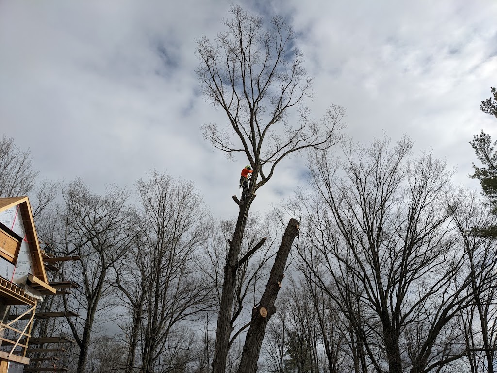 Armour Hill Tree Care | 224 Munroe Ave, Peterborough, ON K9H 1H8, Canada | Phone: (705) 931-2517