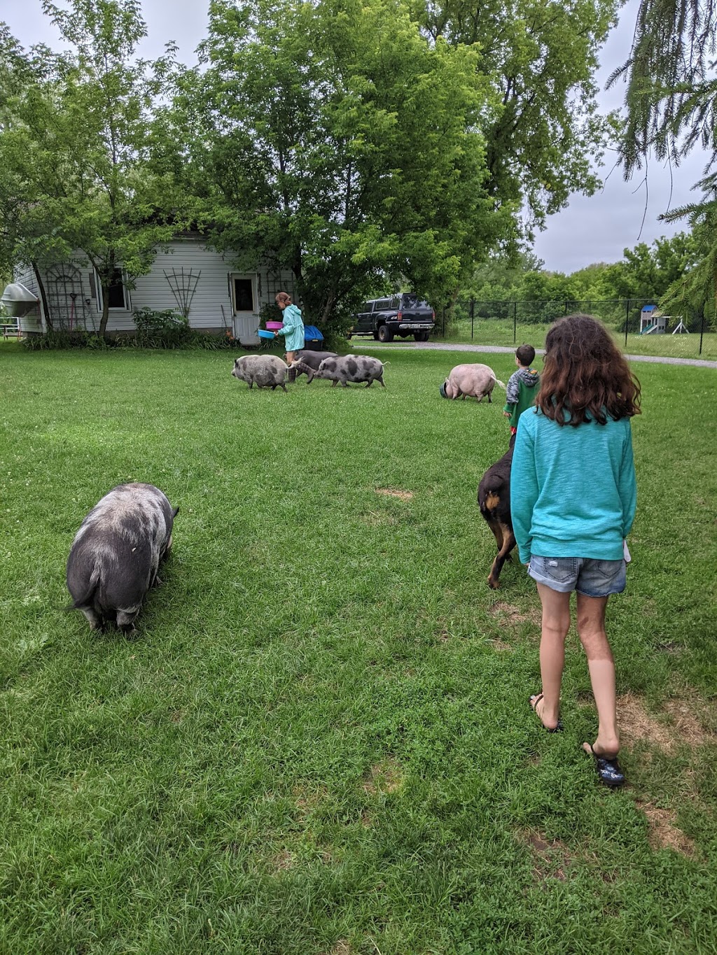 Sweet Acres Pigs Sanctuary | 2798 Vivian Rd, Whitchurch-Stouffville, ON L4A 2N5, Canada | Phone: (416) 805-6697