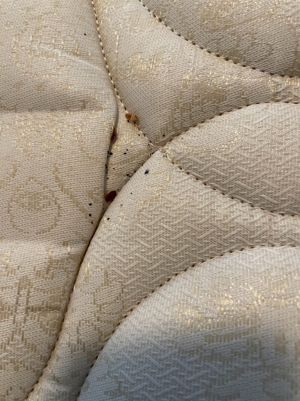 Bed Bugs Emergency | 960 Western Rd Unit 15, London, ON N6G 1G4, Canada | Phone: (226) 926-2329